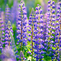 Gulf Coast Lupine Seeds (Lupinus westianus) - 15 Seeds | Rare Native Wildflower