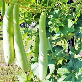 Cucuzzi Italian Edible Gourd Seeds - Lagenaria siceraria, Heirloom, 10 Seeds