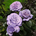 Blue Girl Rose Bush Cuttings - 6" Unrooted, Lavender-Blue Blooms, Fragrant