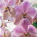 Vanda Jennae Seedling - 6-Inch Potted Orchid (Starter Plant)