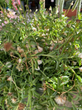 String of Dolphins Senecio peregrinus Cuttings (12) 4-8 inches Starter Plant