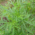 Black Mint Seeds Tagetes minuta Huacatay – 100mg Packet, Non-GMO, Aromatic Culinary & Medicinal Herb