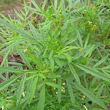 Black Mint Seeds Tagetes minuta Huacatay – 100mg Packet, Non-GMO, Aromatic Culinary & Medicinal Herb