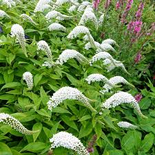 Gooseneck Loosestrife Lysimachia clethroides Bare Root - 10 Plants