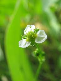Alisma Subcordatum Seeds (Mud Plantain) – 500 Seeds for Ponds & Wetlands