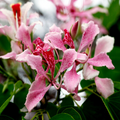 Pink Orchid Tree Seeds (Bauhinia monandra) - Tropical Butterfly Flower, Zones 10-12, 20 Seeds