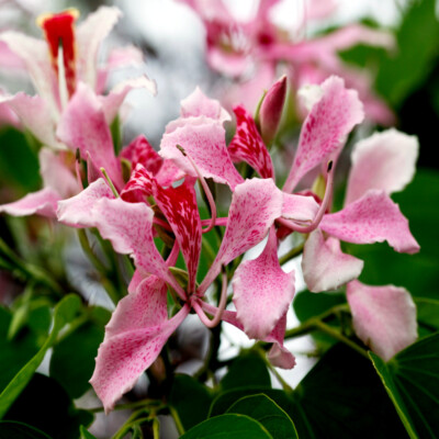 Pink Orchid Tree Seeds (Bauhinia monandra) - Tropical Butterfly Flower, Zones 10-12, 20 Seeds
