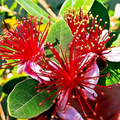 Pineapple Guava Seeds (Feijoa sellowiana) - 20 Seeds, Brazilian Fig Guava, USDA 8-11
