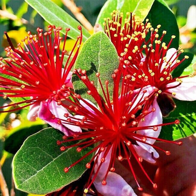 Pineapple Guava Seeds (Feijoa sellowiana) - 20 Seeds, Brazilian Fig Guava, USDA 8-11