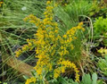 Solidago nemoralis Gray Goldenrod Seeds – 100 Seeds, Native Perennial for Pollinators