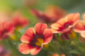 Calibrachoa MiniFamous Neo Orange + Red Eye Million Bells, 4-Inch Pot – 1 Live Plant