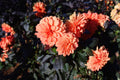 Cherie Vintage Orange Dahlia (Dahlia variabilis) - 1 Gallon Live Plant
