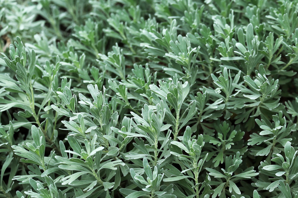 GardenGhost Wormwood (Artemisia hybrid 'GardenGhost') 4-Inch Live Plant
