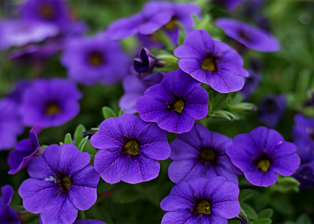 Calibrachoa MiniFamous Neo Blue Million Bells - 4-Inch Pot (1 Live Plant)