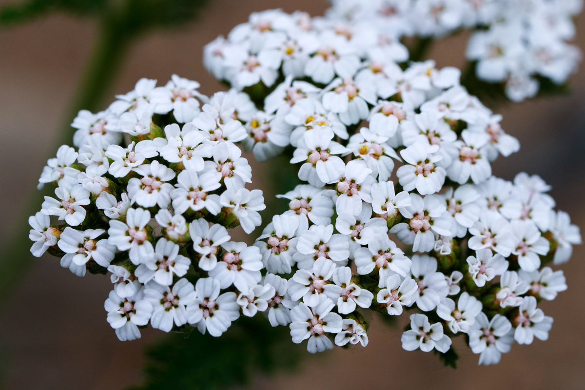 White Beauty Yarrow - 1 Live Plant in 4-Inch Pot (Achillea millefolium 'White Beauty')
