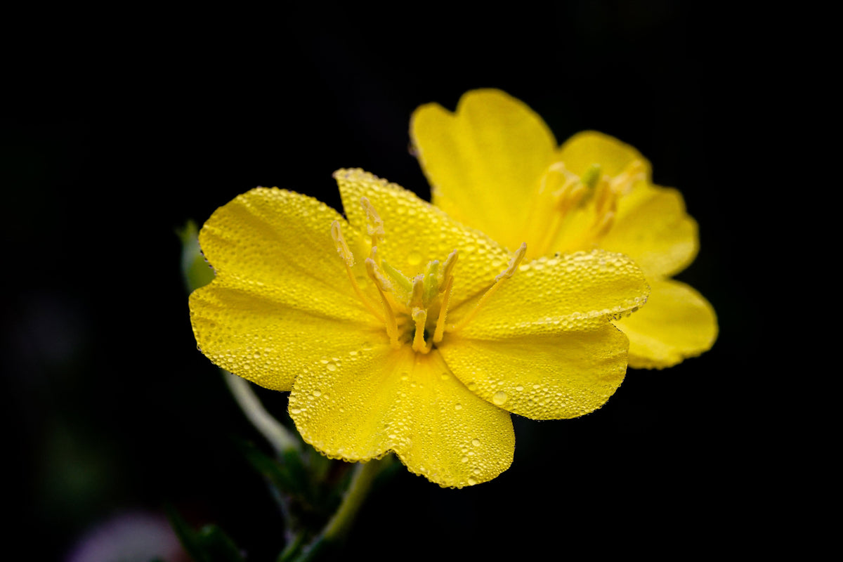 Sundrops - Calylophus drummondianus Live Plant in 4-Inch Pot
