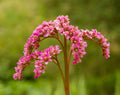 Heartleaf Bergenia - Bergenia cordifolia, 4-Inch Pot | Live Plant