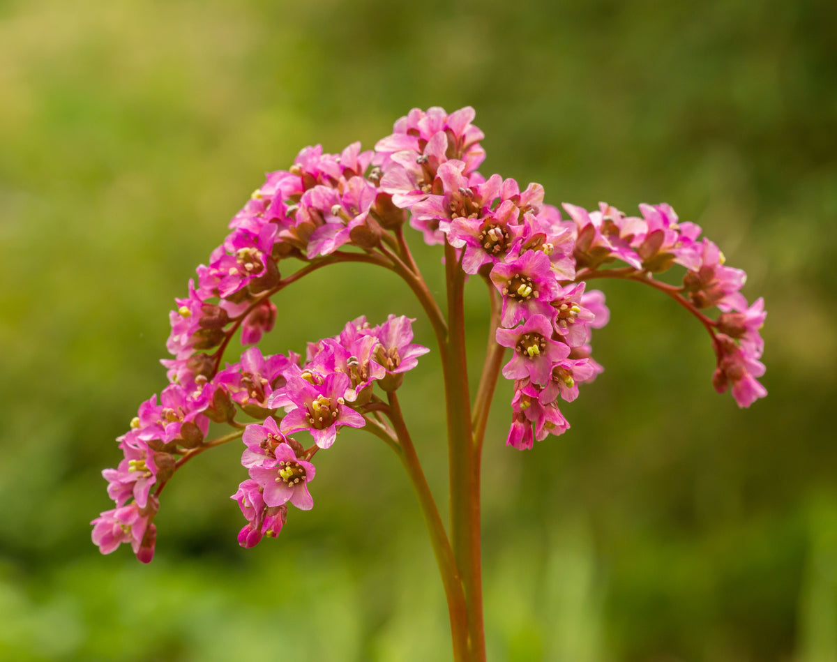 Heartleaf Bergenia - Bergenia cordifolia, 4-Inch Pot | Live Plant