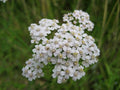 Common Yarrow Achillea millefolium - Seed-Grown Live Plant in 4-Inch Pot