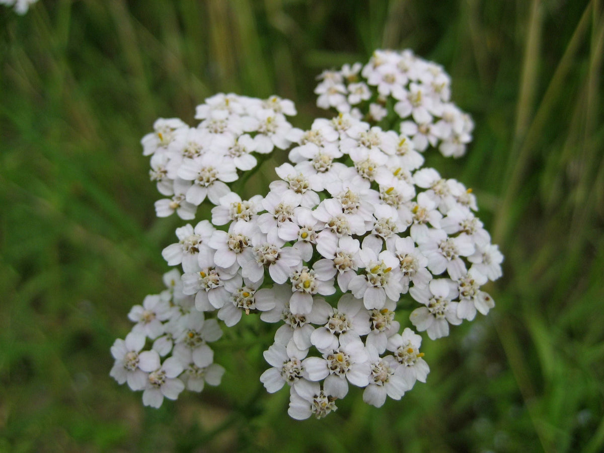 Common Yarrow Achillea millefolium - Seed-Grown Live Plant in 4-Inch Pot