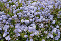 Yankee Point California Lilac Ceanothus griseus var. horizontalis 'Yankee Point' 4-Inch Live Plant