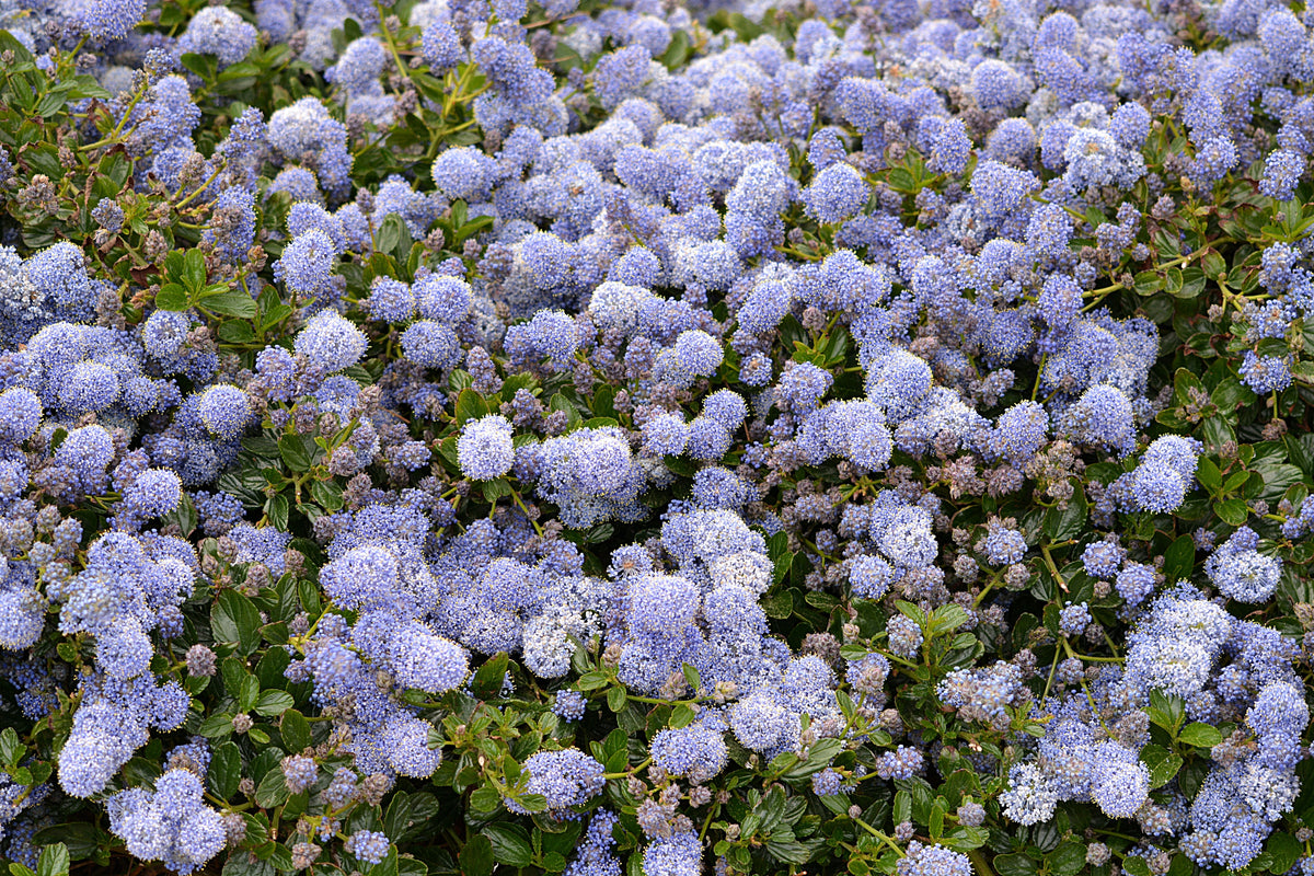 Yankee Point California Lilac Ceanothus griseus var. horizontalis 'Yankee Point' 4-Inch Live Plant