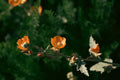 Globe Mallow (Sphaeralcea incana) - 1 Live Plant in 1-Gallon Pot