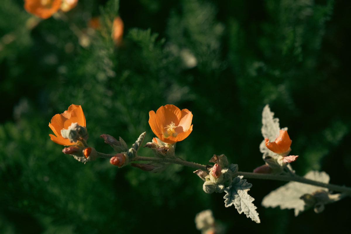 Globe Mallow (Sphaeralcea incana) - 1 Live Plant in 1-Gallon Pot