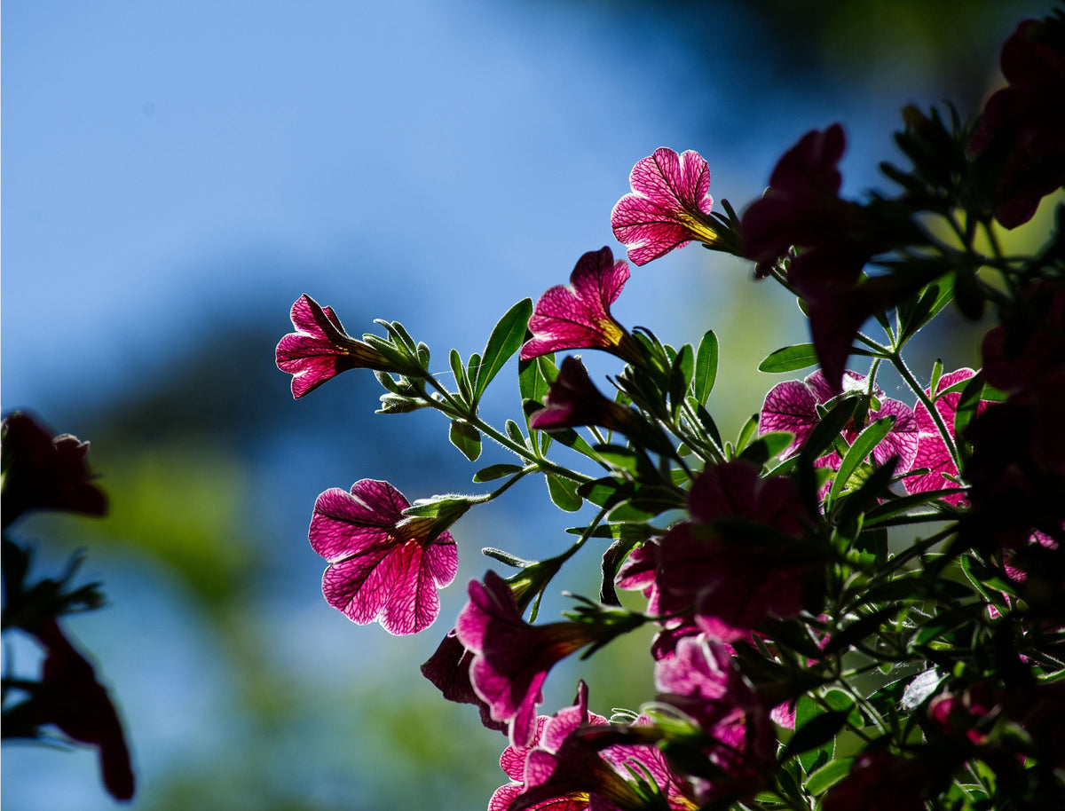 Calibrachoa Colibri Cherry Lace Million Bells - 4-Inch Pot, 1 Live Plant