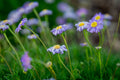 Fresco Candy Swan River Daisy (Brachyscome angustifolia 'Candy') — 1 Live Plant in 4-Inch Pot