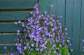 Blue Waterfall Serbian Bellflower Campanula poscharskyana (4-inch Pot) - Live Plant
