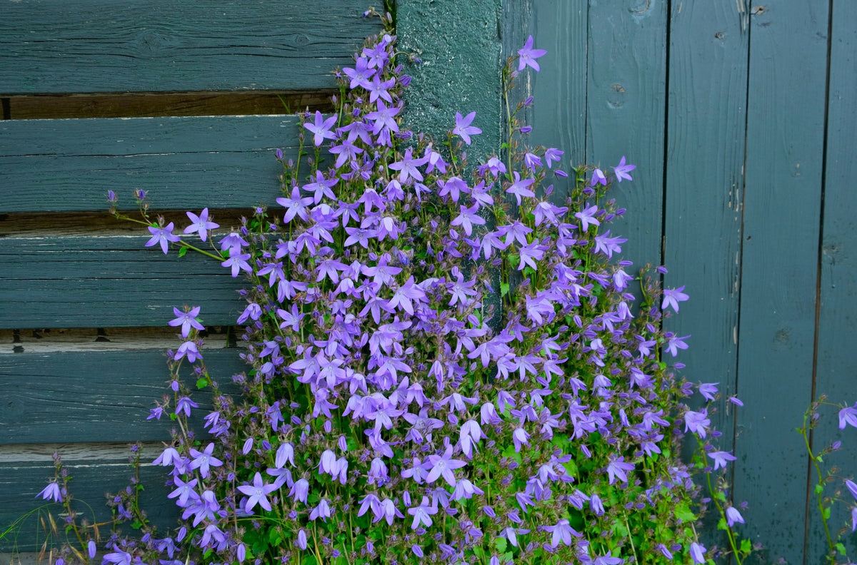 Blue Waterfall Serbian Bellflower Campanula poscharskyana (4-inch Pot) - Live Plant