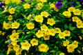 Trailing Yellow Million Bells Calibrachoa Hybrid (1 Live Plant) - 4-Inch Pot