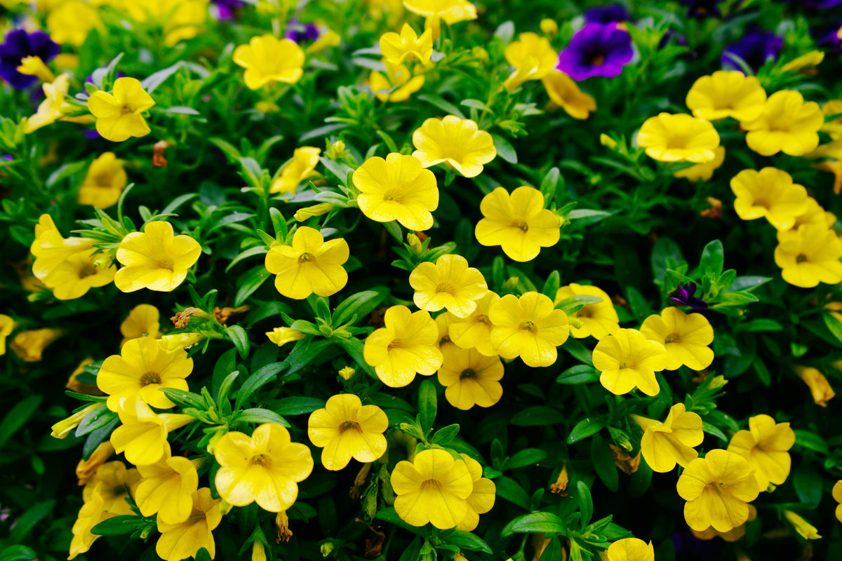 Trailing Yellow Million Bells Calibrachoa Hybrid (1 Live Plant) - 4-Inch Pot