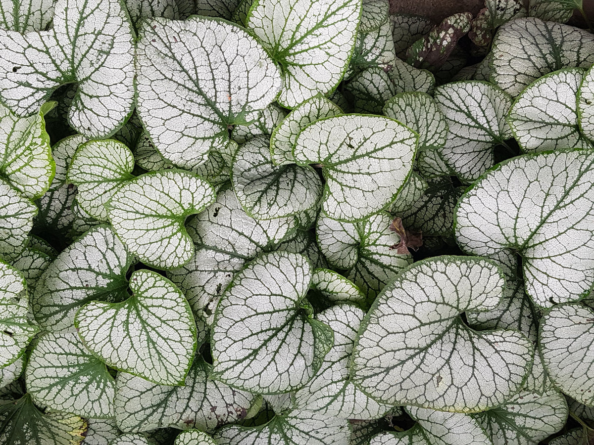 Brunnera macrophylla 'Silver Heart' - 1 Gallon Live Plant