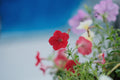 Lia Chili Pepper Million Bells Calibrachoa hybrida 4-Inch Live Plant