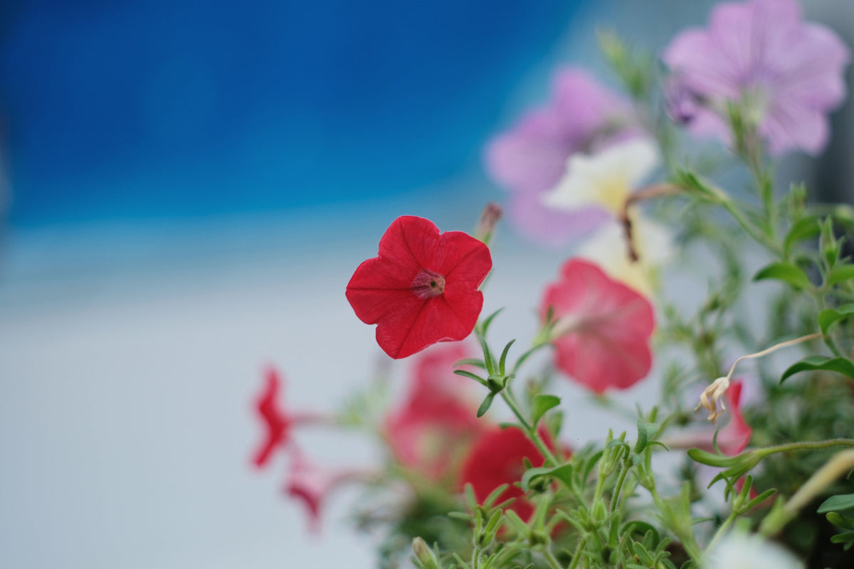 Lia Chili Pepper Million Bells Calibrachoa hybrida 4-Inch Live Plant
