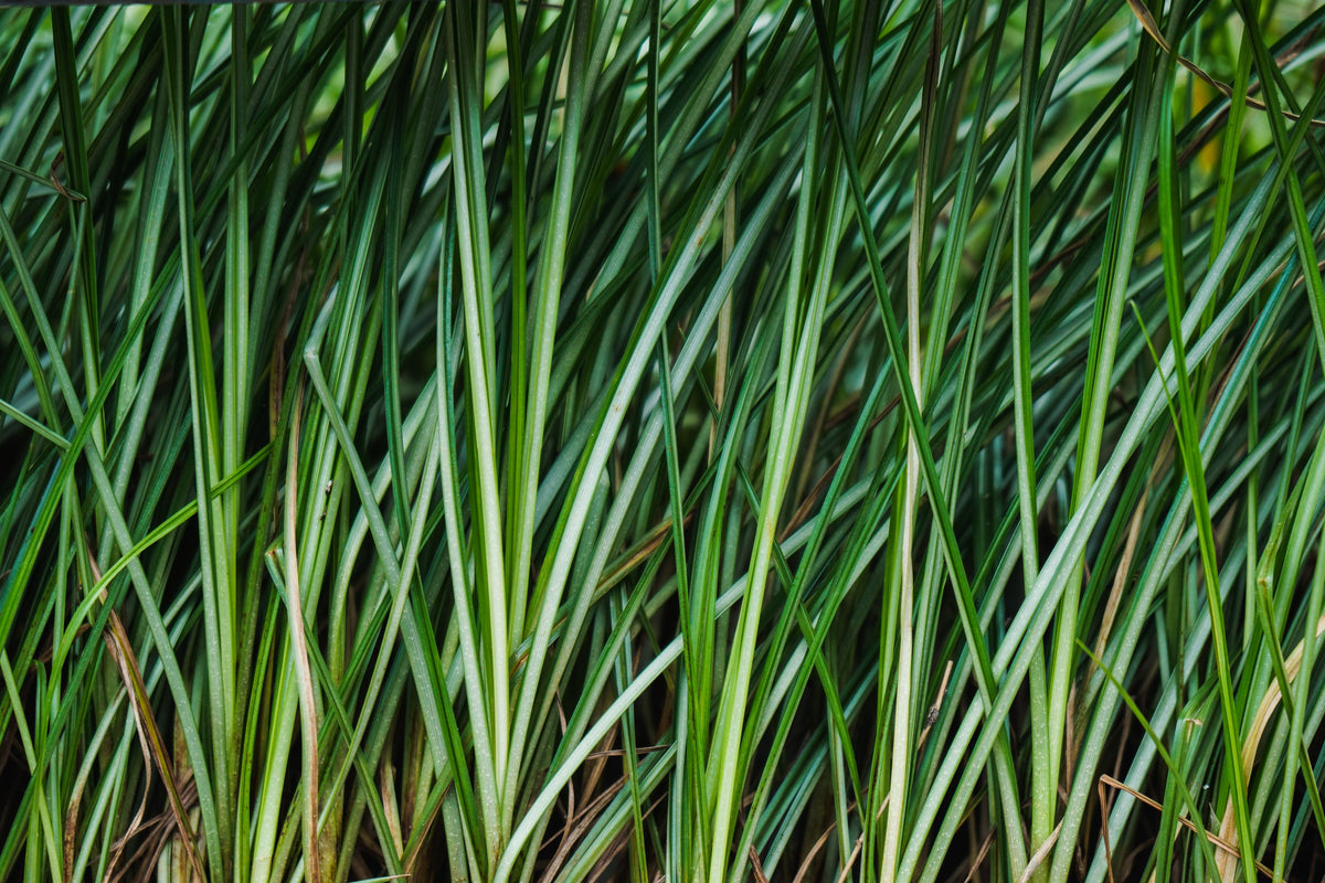 White Striped Sweet Flag Acorus gramineus Variegatus – 4-Inch Pot (1 Live Plant)