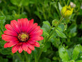 Majec Scarlet African Daisy (Arctotis × hybrida 'Scarlet') - 4-Inch Live Plant