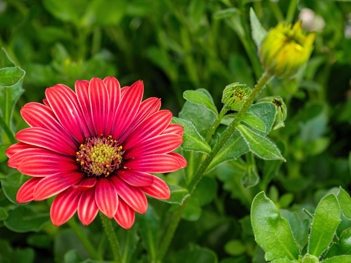 Majec Scarlet African Daisy (Arctotis × hybrida 'Scarlet') - 4-Inch Live Plant