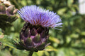 Pieno Inerme Cardoon (Cynara cardunculus 'Pieno Inerme') - 4-Inch Live Plant