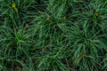 Acorus gramineus 'Pusillus' Dwarf Japanese Sweet Flag - 4-Inch Pot (1 Live Plant)