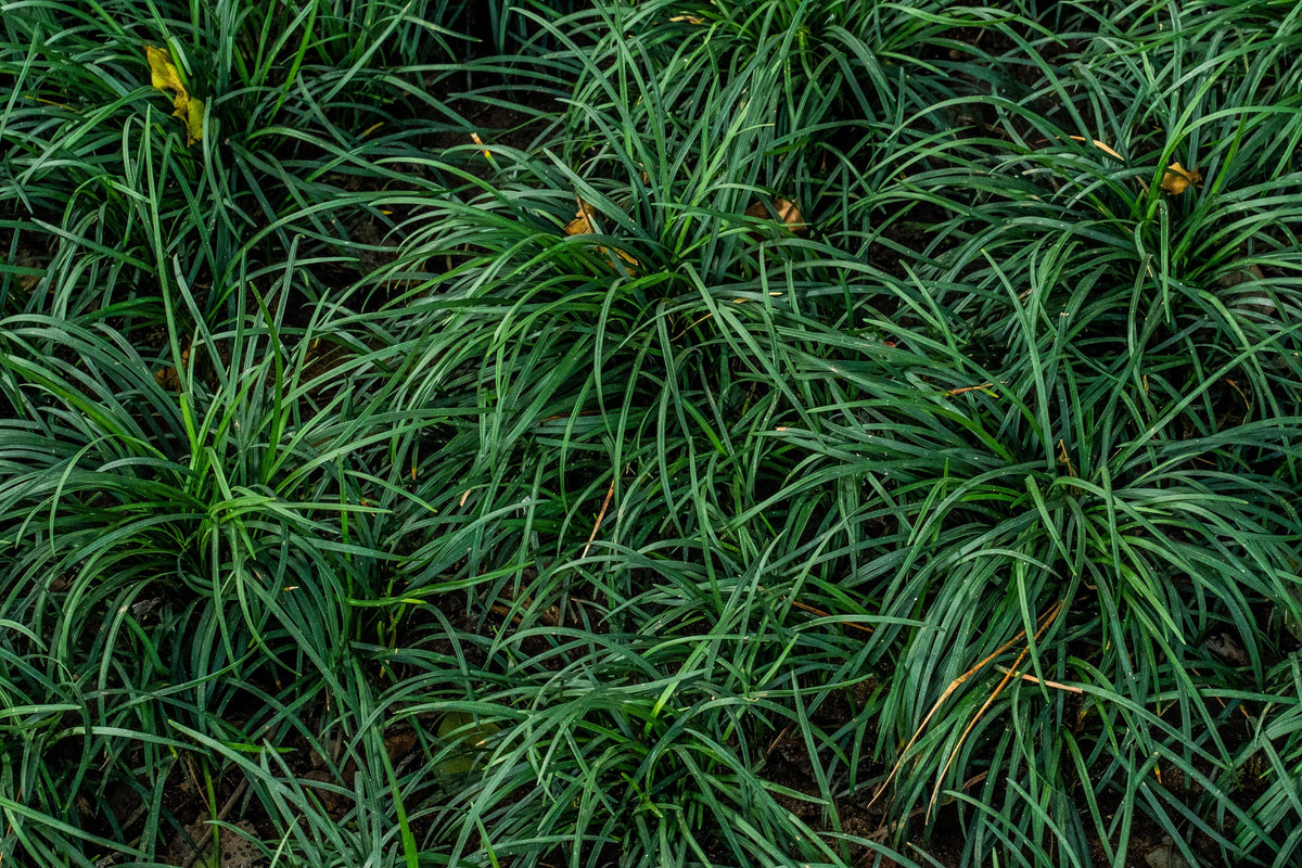 Acorus gramineus 'Pusillus' Dwarf Japanese Sweet Flag - 4-Inch Pot (1 Live Plant)