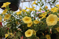 Colibri Yellow Canary Million Bells Calibrachoa - 4-Inch Pot (1 Live Plant)