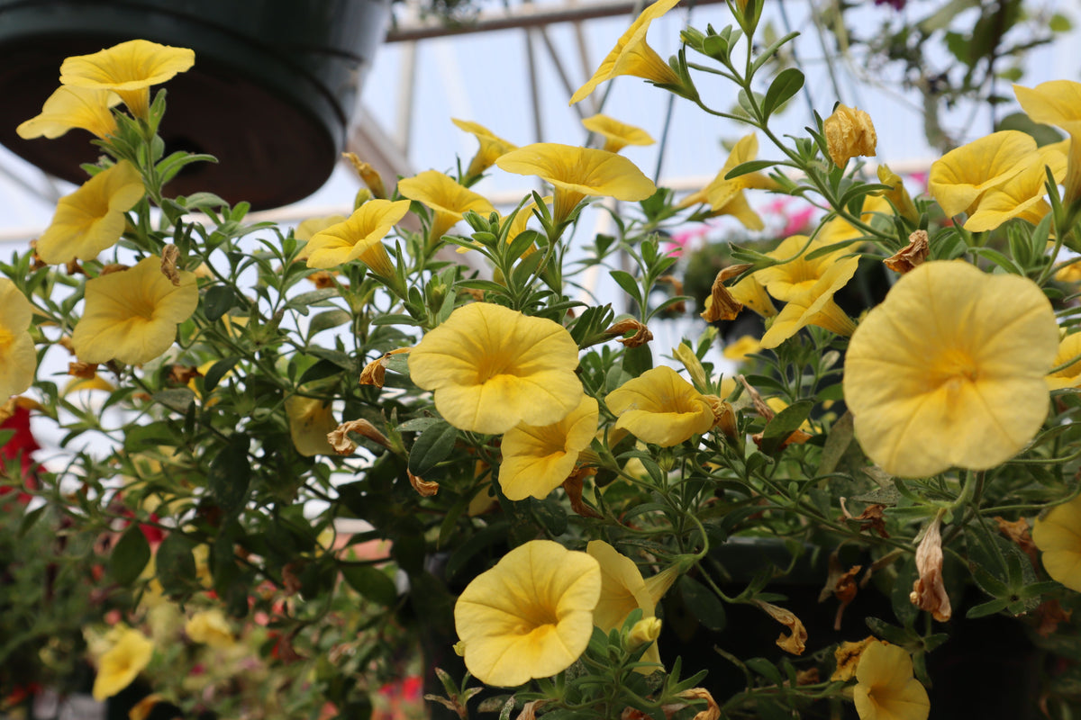 Colibri Yellow Canary Million Bells Calibrachoa - 4-Inch Pot (1 Live Plant)