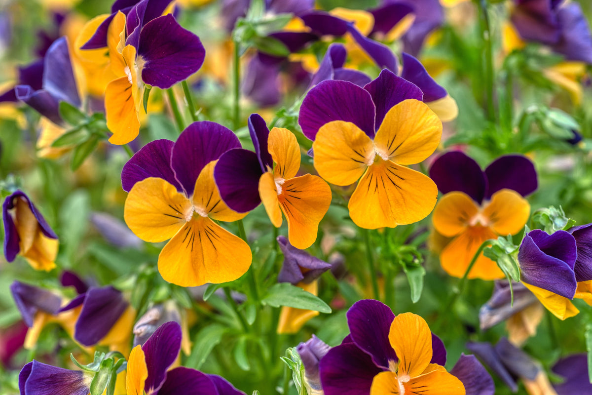 Penny Peach Jump-Up Horned Violet Viola cornuta - 4-Inch Live Plant