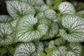 Jack Frost Siberian Bugloss (Brunnera macrophylla 'Jack Frost') - 1 Gallon Live Plant