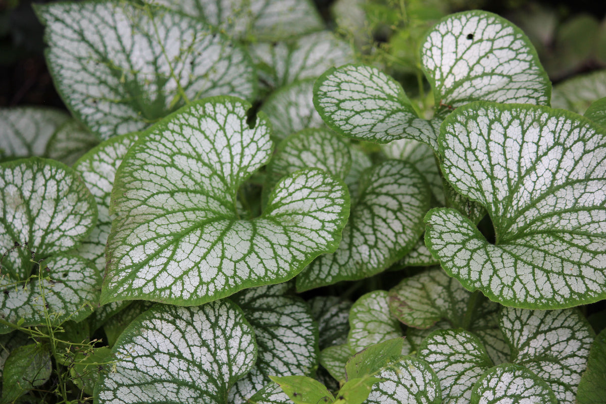 Jack Frost Siberian Bugloss (Brunnera macrophylla 'Jack Frost') - 1 Gallon Live Plant