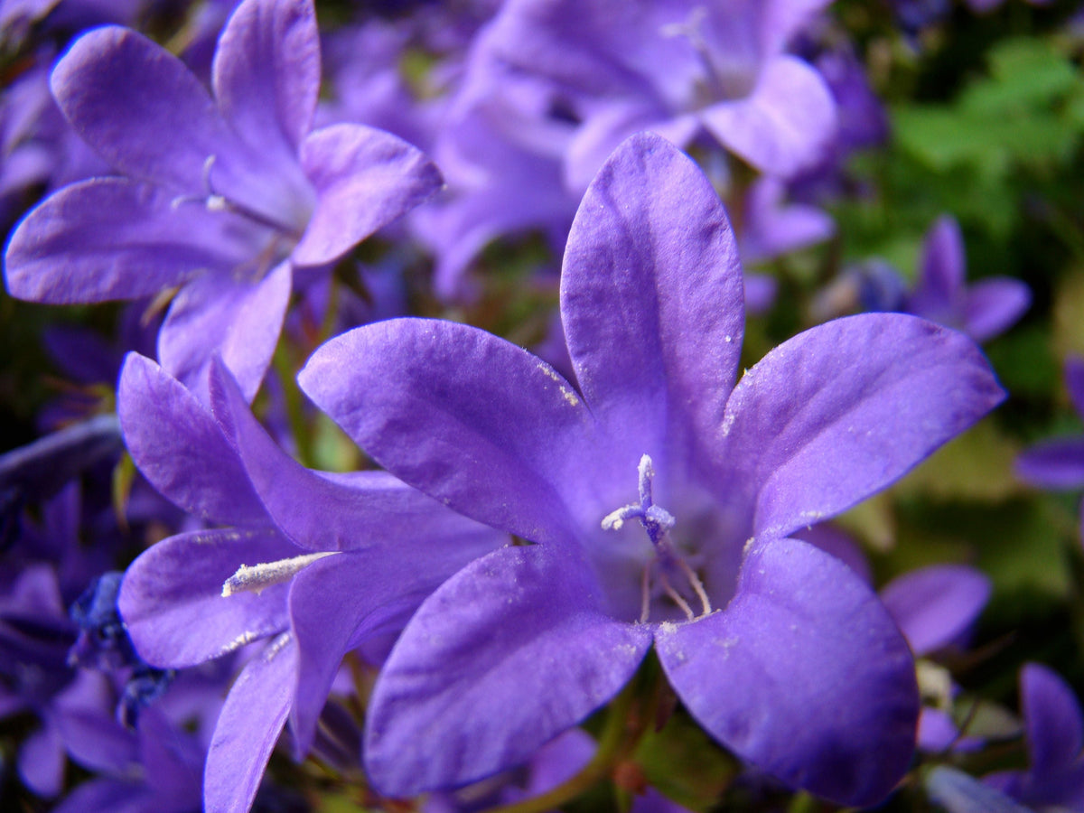 Birch Hybrid Bellflower Campanula ‘Birch Hybrid’ - 4-Inch Live Plant
