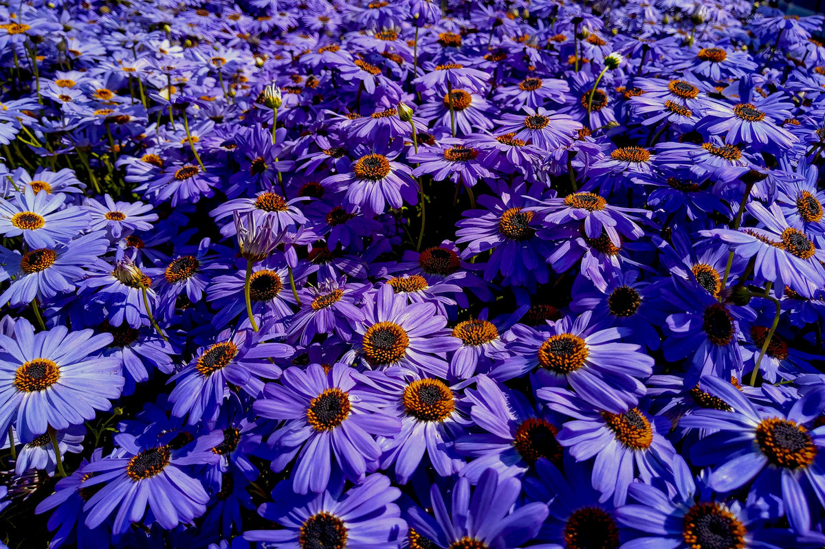 Brasco Violet Swan River Daisy (Brachyscome) 4-Inch Live Plant